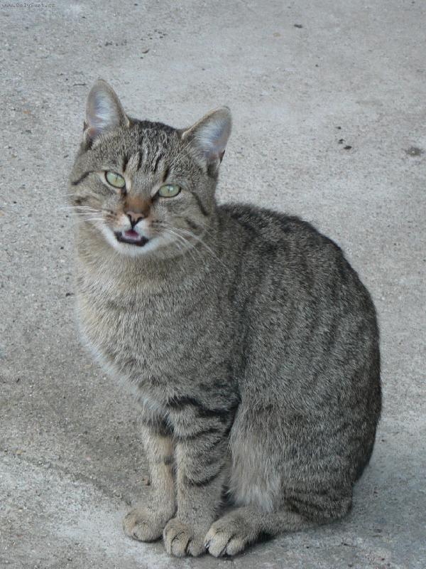 Foto: Kočičák-...tak už foť, ať můžu za kočkama...