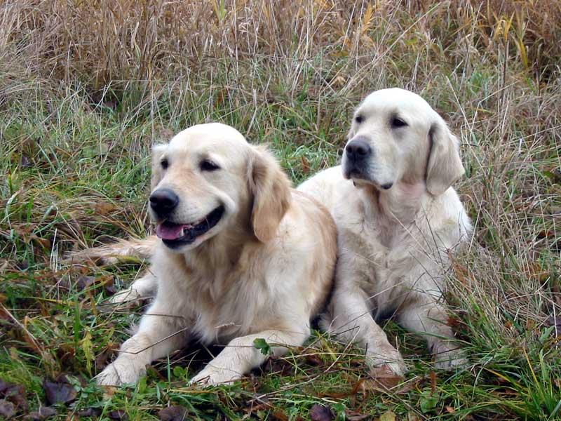 Foto: Zlatí retrívři-Nejsou sladcí?