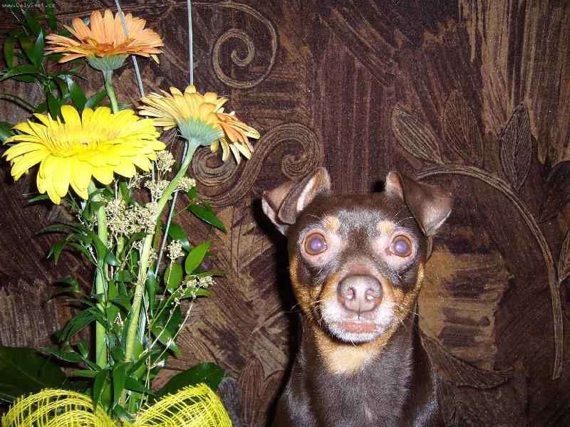 Foto: Denny-Foto jako na občanku