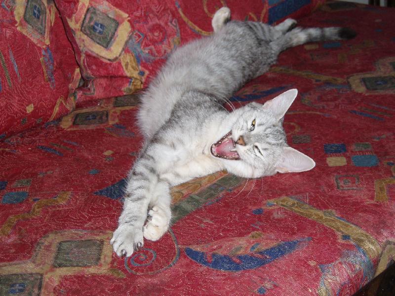 Foto: Bibinka-had nebo kočka ???