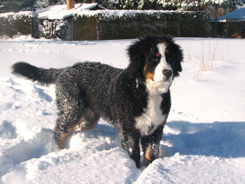 Foto: Zima 2007-Flipper chlupaté štěstí