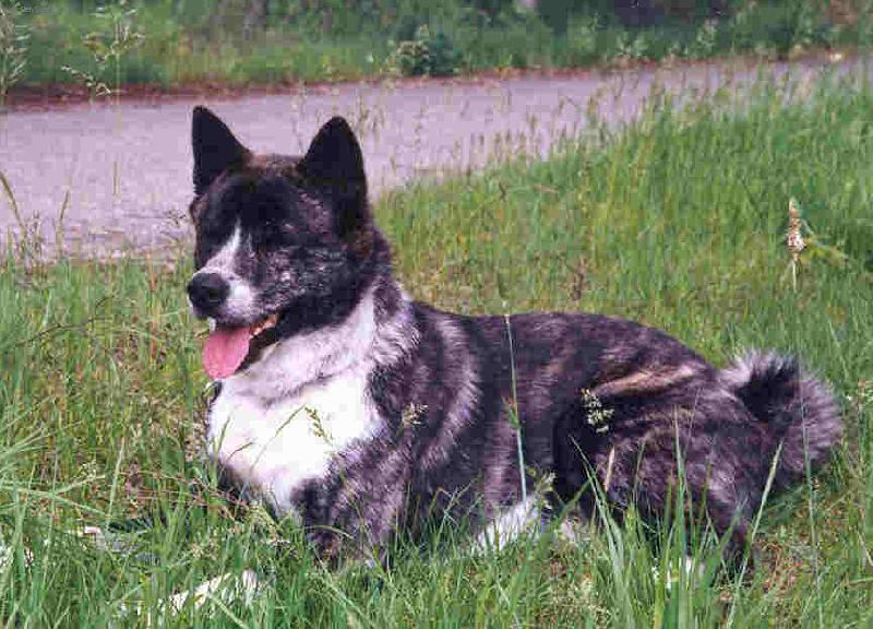 Foto: letní romance-naše akitka v travičce