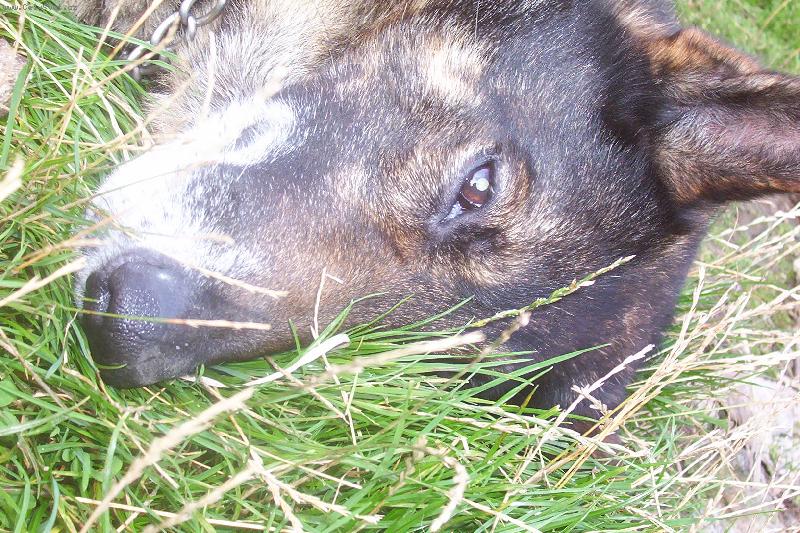 Foto: odpolední siesta v trávě.....-Beniček hajinká