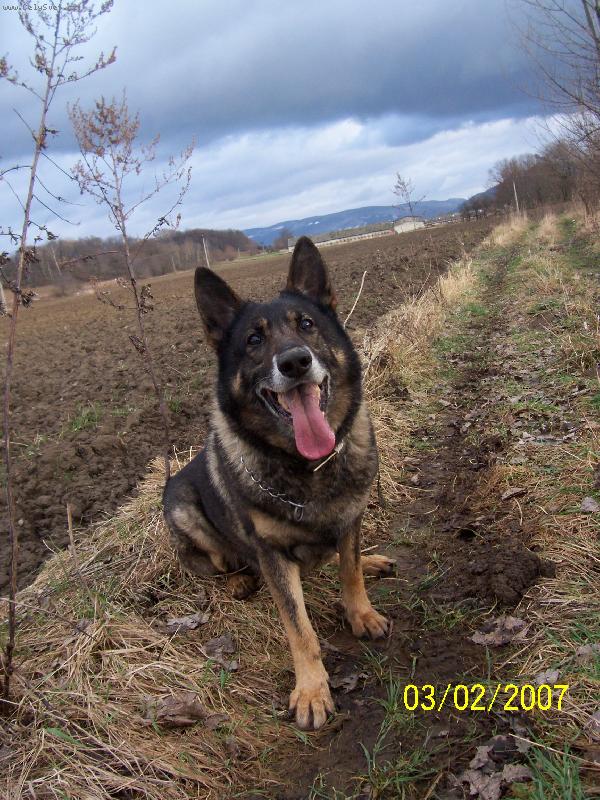 Foto: čekám na aportek...-Beniček