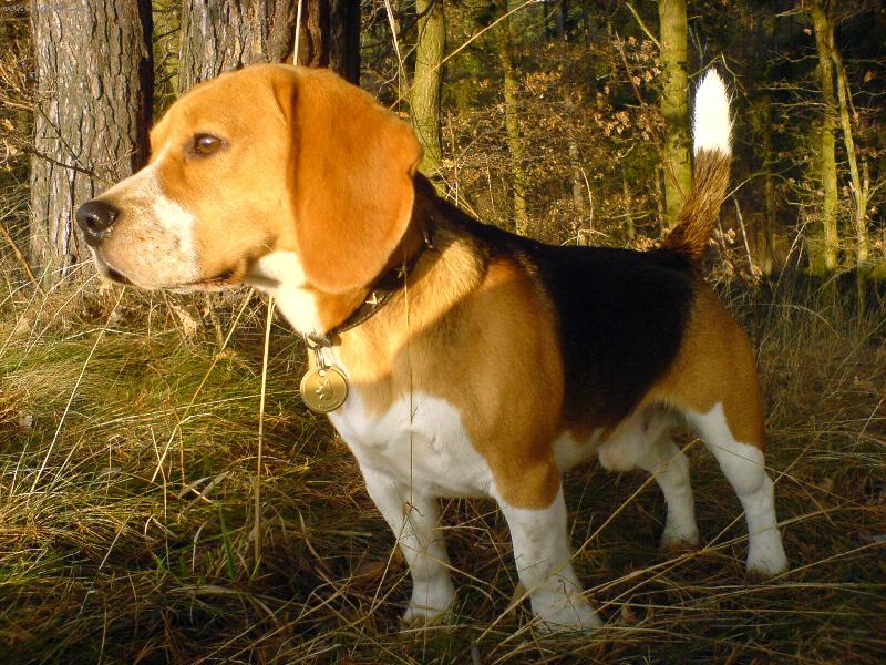 Foto: Edík-zajíci kde jsi....