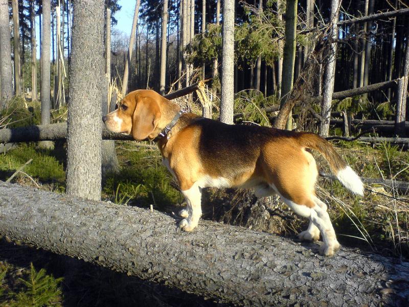 Foto: Eda-to je ale spoušť, kde já mám teď hledat toho zajíce