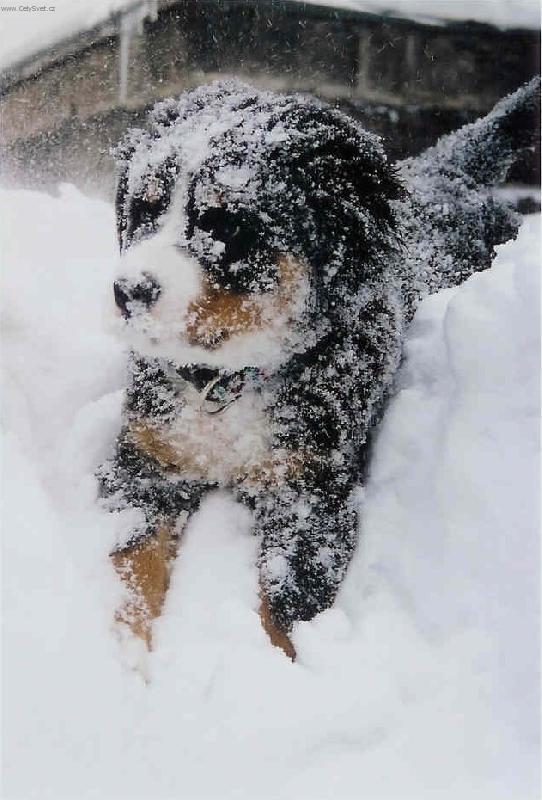 Foto: sněhová koule