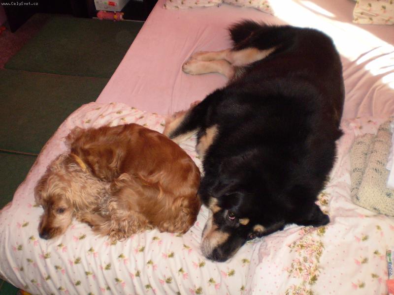 Foto: tibetská doga a kokrpaněl-odpočinek