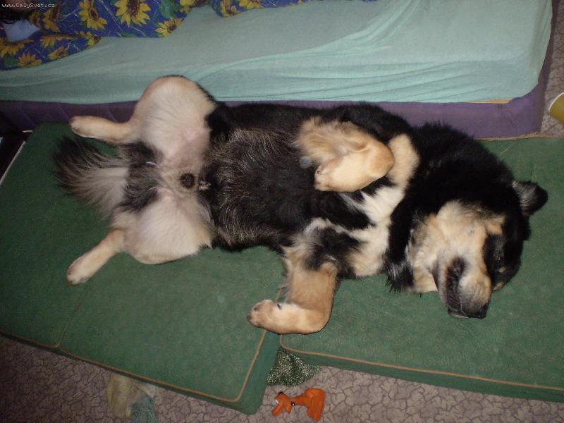 Foto: Tibetka-když spím,tak spím