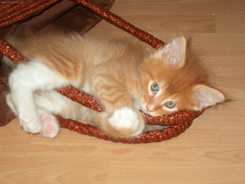 Foto: šestinedělní kocourek