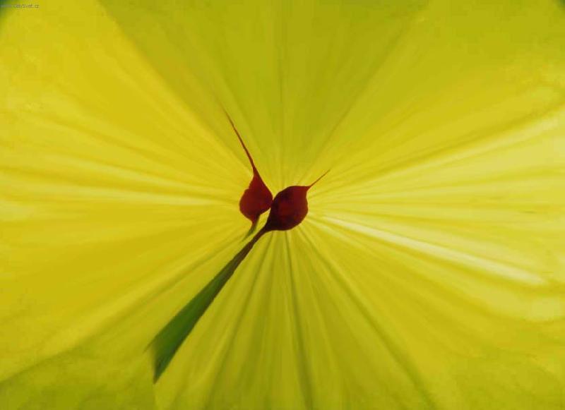 Foto: barevná abstrakce I