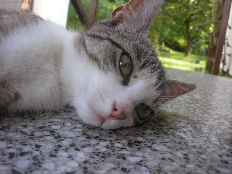 Foto: Šárinka pušinka unavená kočinka :D-Naše bývalá kráááásná kočička, měla jsem jí moooc ráda!