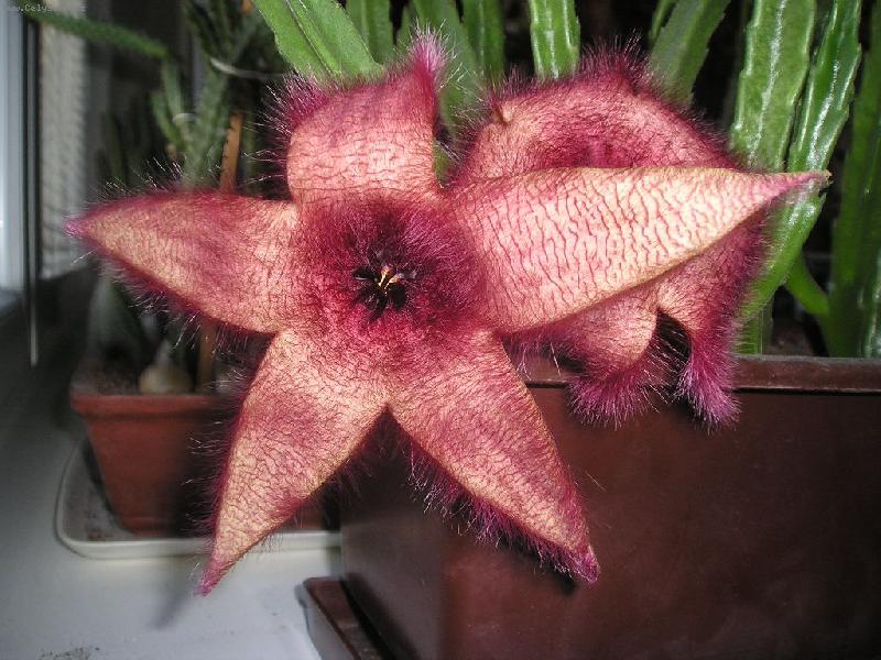 Foto: Stapelia Gigantea detail-1024x768