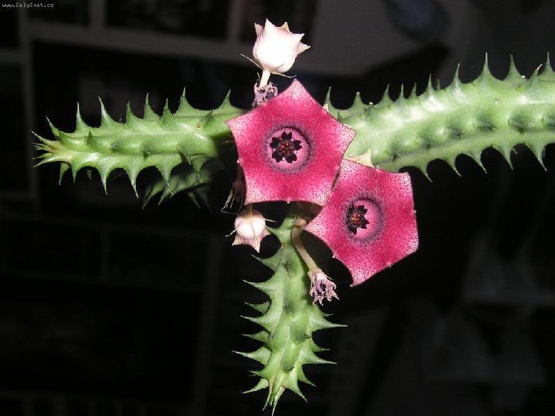 Foto: Huernia Macrocarpa-1024x768