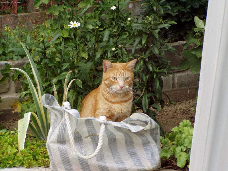 Foto: Kocour na nákupu