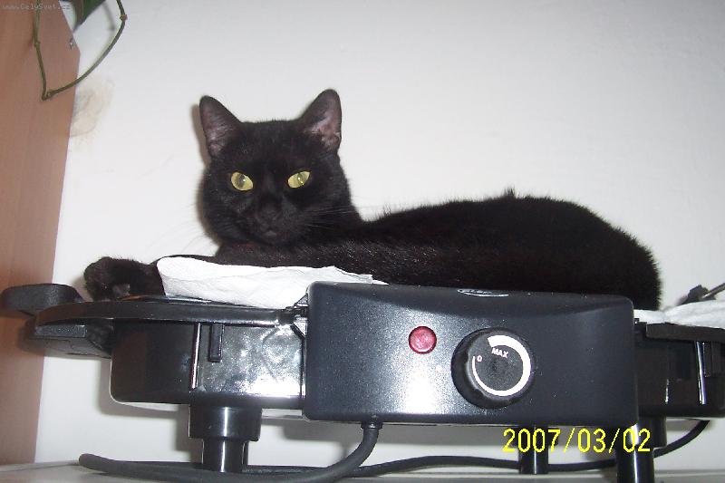 Foto: Lucka-Kočka na grilu.