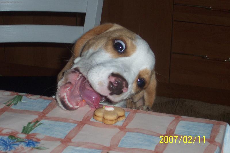 Foto: A stejně tě sním!