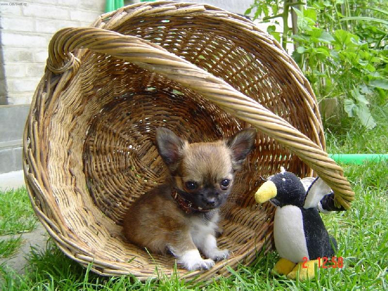 Foto: s tučňákem jdeme na houby-Arnetka z Třebaňského údolí