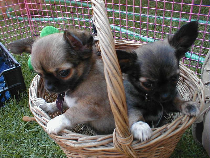 Foto: TO JE ÚLOVEK-ČIVAVÝ BRATŘI