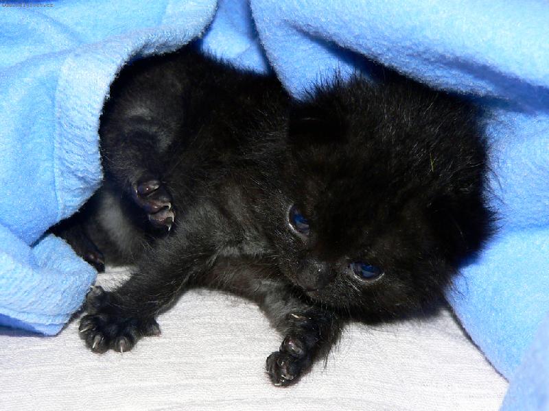 Foto: Budu kočka? Říkají, že vypadám jako opička.-Pandulka
