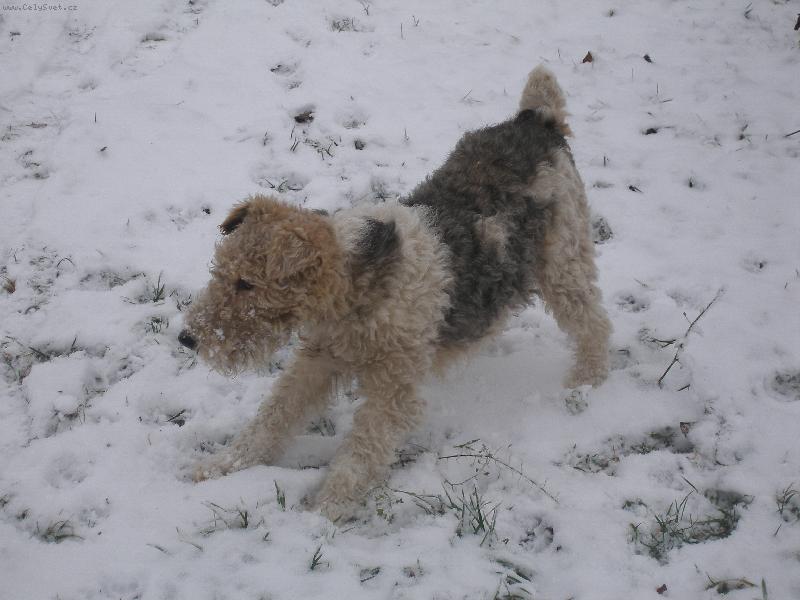 Foto: Pes-naše Sanny