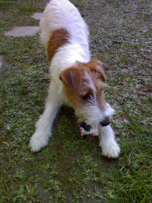 Foto: Náš Rexík-Rex si hraje na dvorku