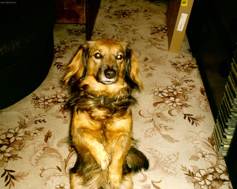 Foto: Charlie-To je moje poloha večer před televizí paničky.