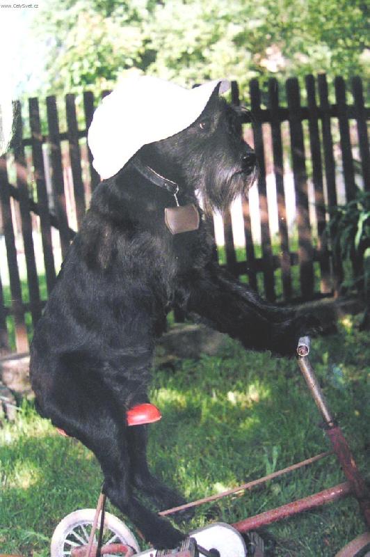 Foto: Drte si klobouky (čepice) jedeme z kopce-fenka Aida na tříkolce