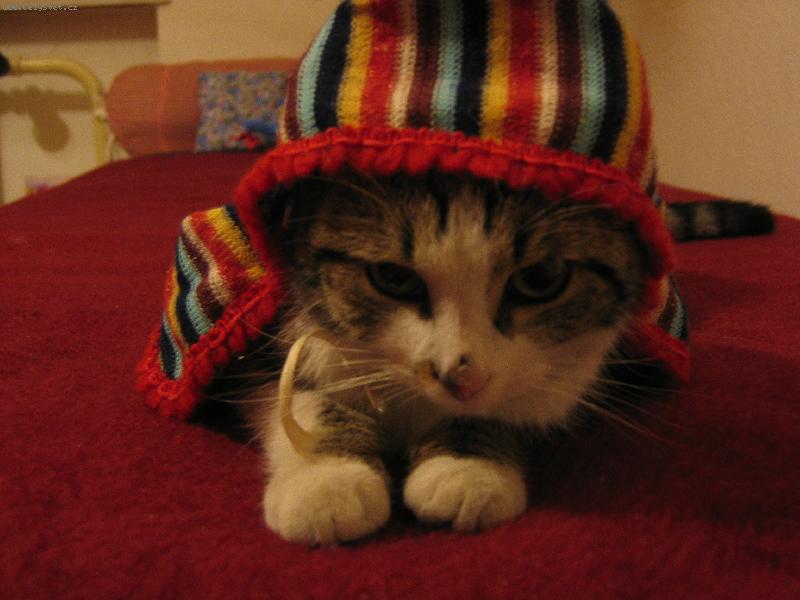 Foto: Aloisek-Naše kočičí zlatíčko s námi slaví Vánoce