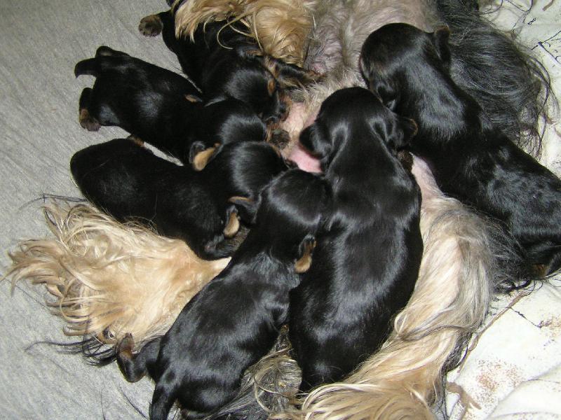 Foto: Takhle umýme papat v III. týdnu-Krmení honem ať jsem u nejlepšího