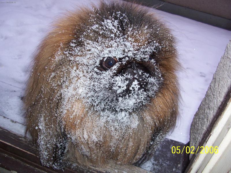 Foto: Bardík v zimě-Libuji si v dokonalém mejkapu....