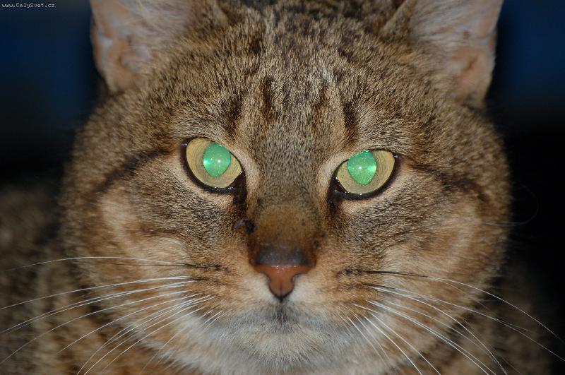 Foto: n� kocour Ferda-Havl��k�v Brod