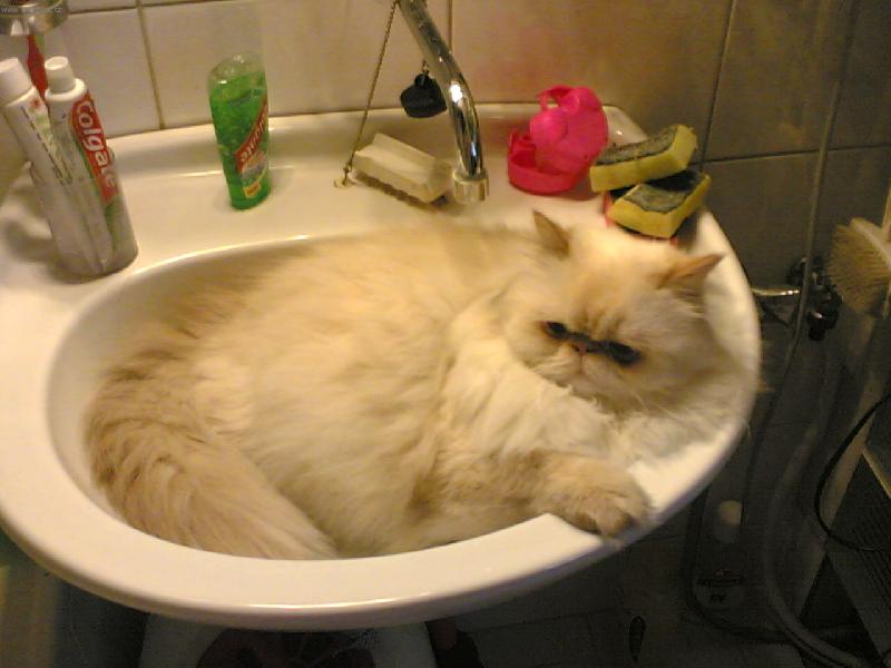 Foto: Bertíček-V umyvadle se spí krásně..