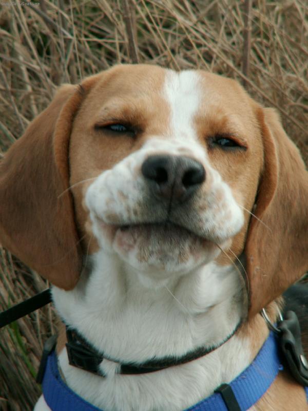 Foto: psí úsměv-:-)