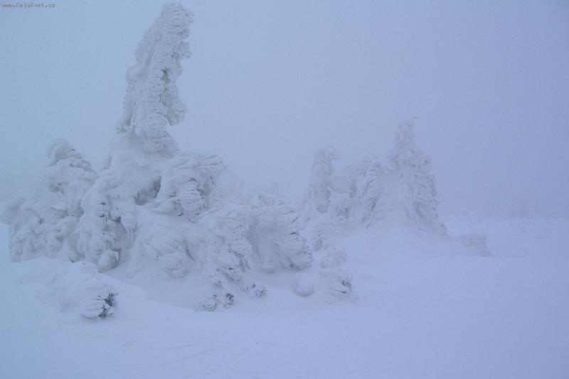 Foto: Co dokáže zima-Krása sněhu na stromech :o)