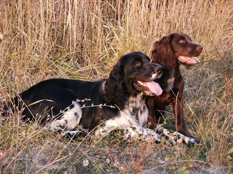 Foto: Benji a jeho kamarádka Dona :)
