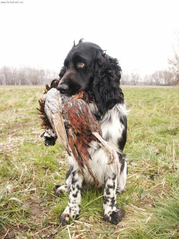 Foto: Benji-našel jsem ho!