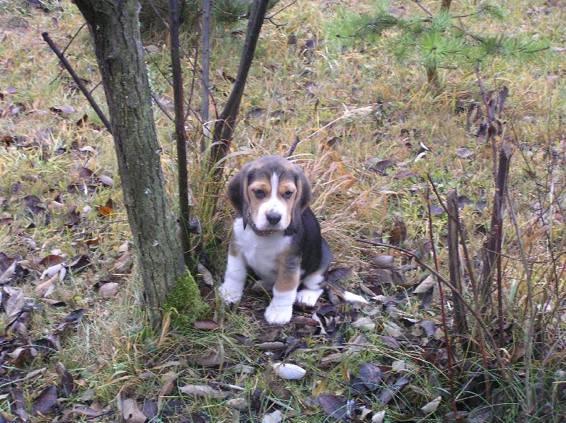 Foto: Kerry-šteniatko