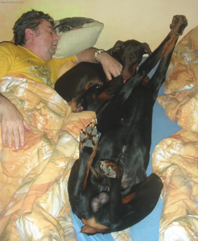 Foto: Foxíček a jeho nevěsta Sydny-Jak spinkají dobrmani