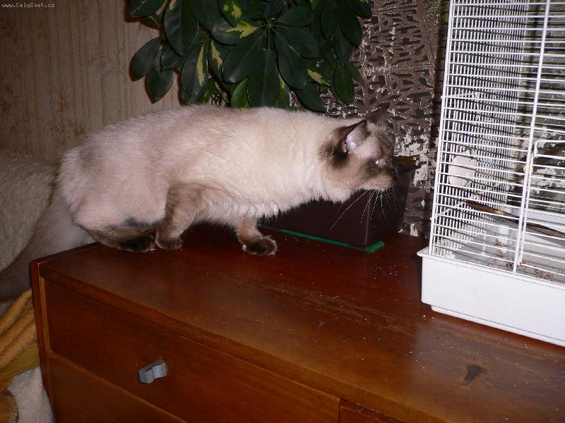 Foto: Ajša (2/3)-Chci si jen pohrát...