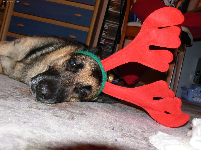 Foto: Sobík Saruška-Tahání saní mě unavuje