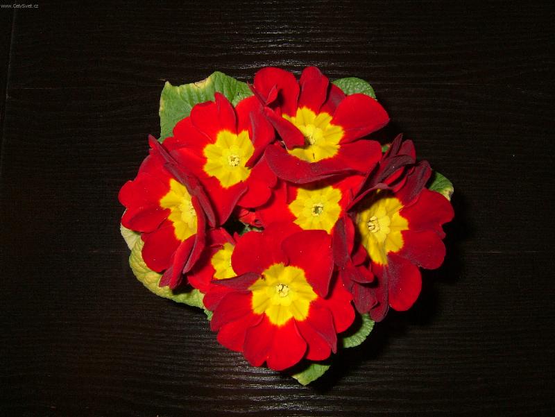 Foto: Jaro je tady-Primula