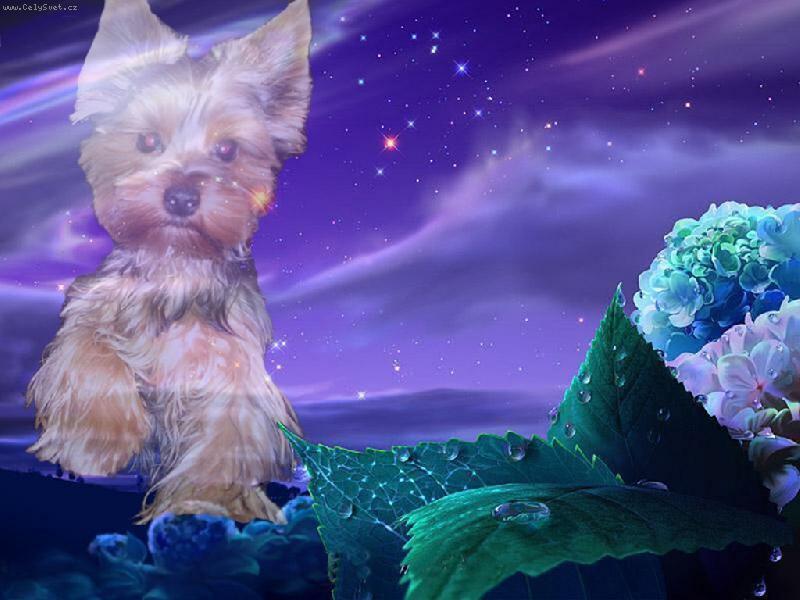 Foto: noční jorkšírek