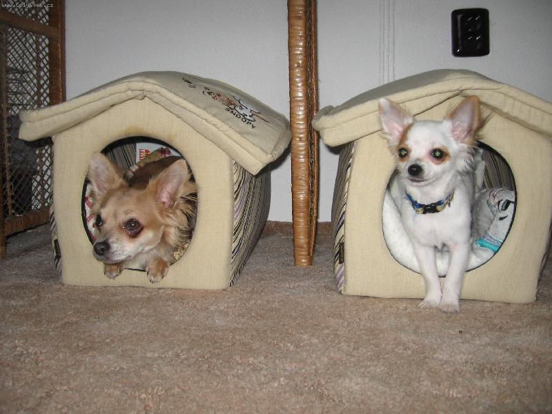 Foto: Laudy a Matýsek-Jóóó kluci doma je doma...