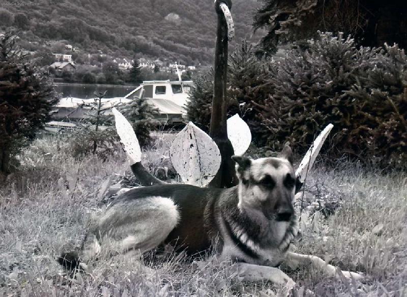 Foto: Hlídačka polabí