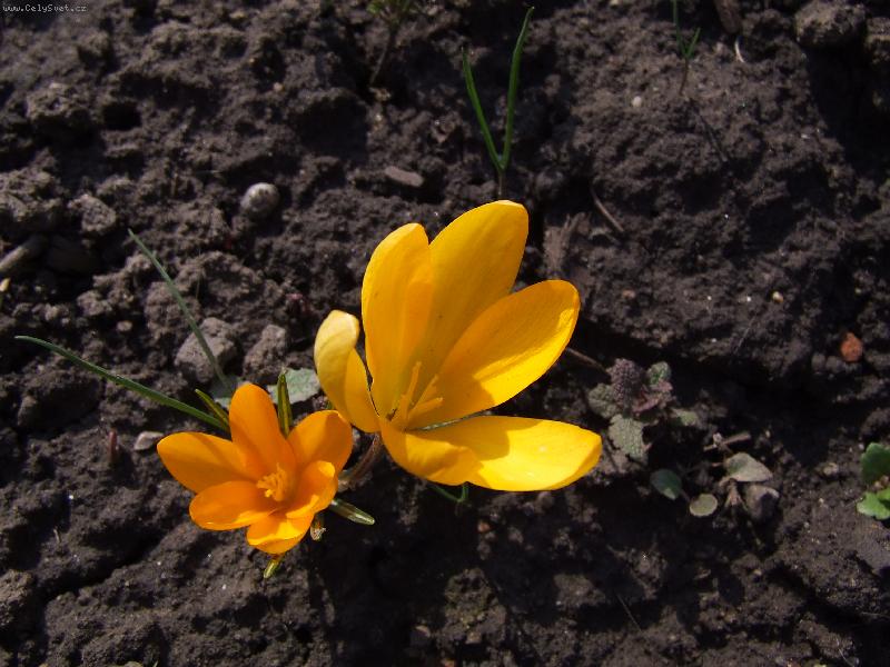 Foto: Šafrán Zlatokvětý