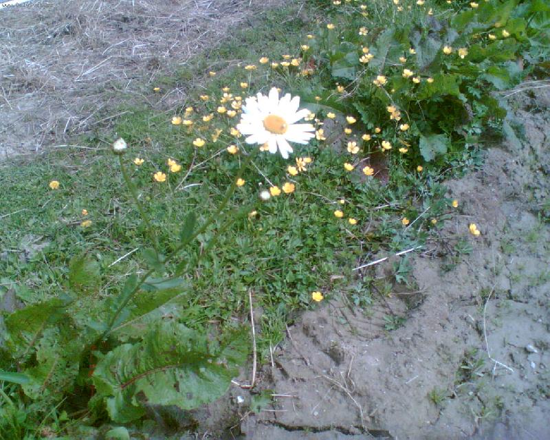 Foto: Snaha mezi blátem-V Mukařově mezi koňskými výběhy se v bahně snažila upoutat pozornost tato kopretinka.