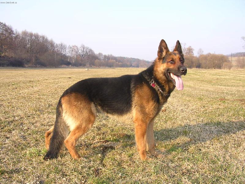 Foto: Můj pes-Výstavní postoj