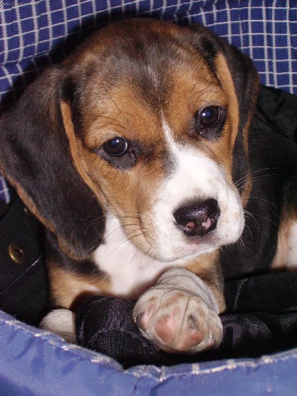 Foto: Jessy-2 měsíce