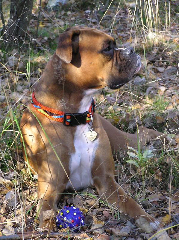 Foto: Aemi a modrý míček-Aemi v Brdech